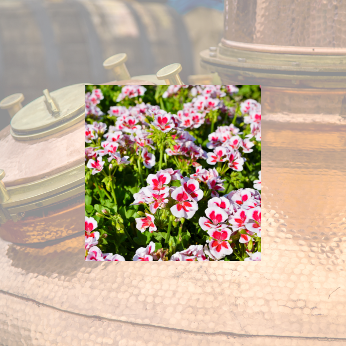 Organic Geranium hydrosol