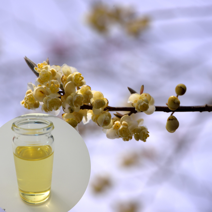 Litsea cubeba oil