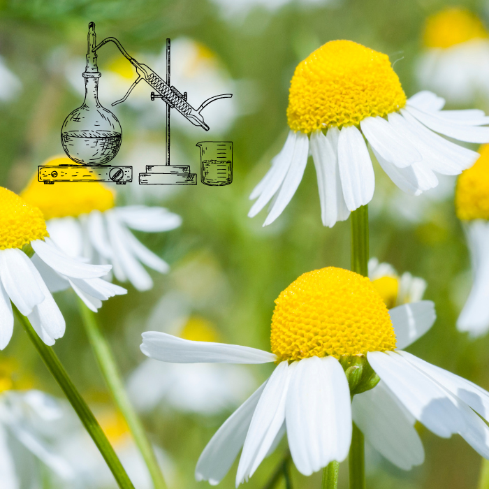 Organic (German) Chamomile hydrosol